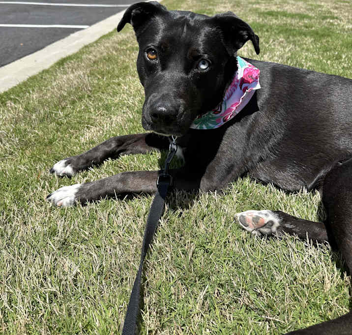 Photo of Midnight