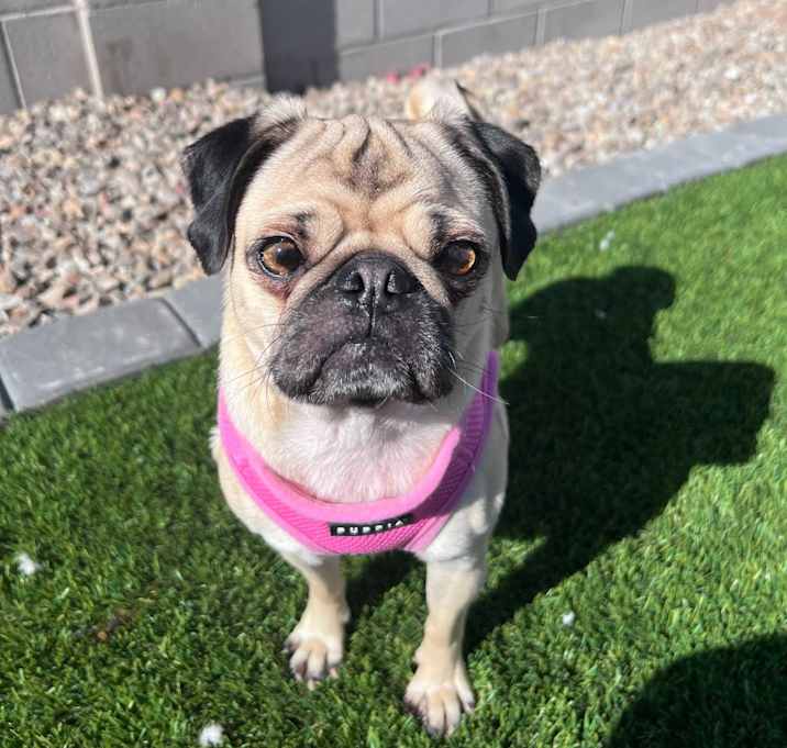 Photo of Luna