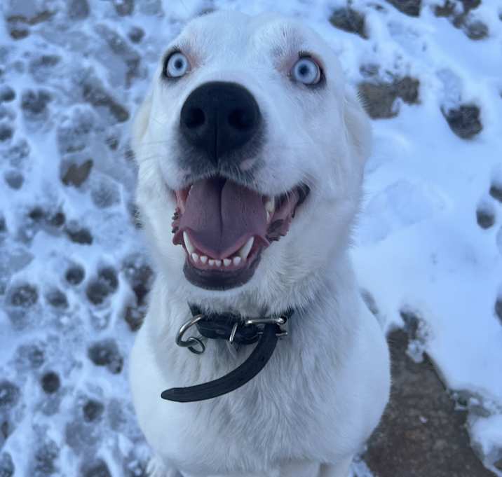 Photo of Sapphire
