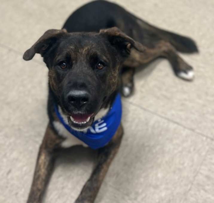 Photo of Copper
