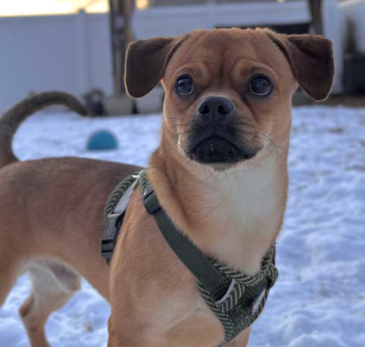 Photo of Milo