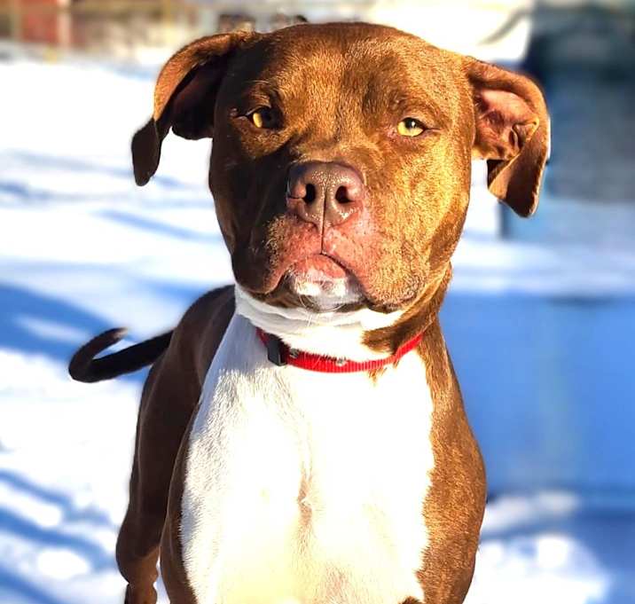 Photo of Honey
