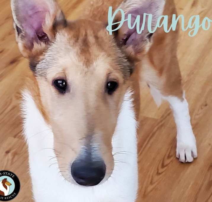 Photo of Durango