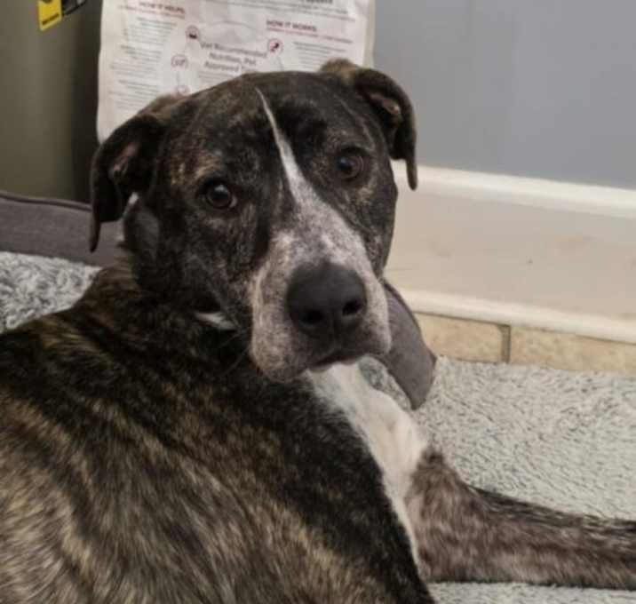 Photo of Goose