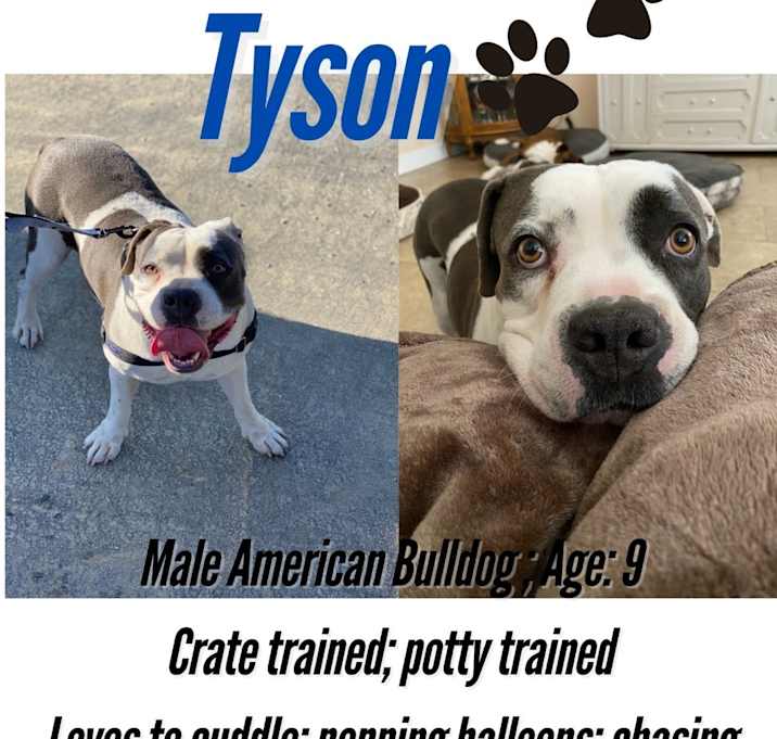 Photo of Tyson