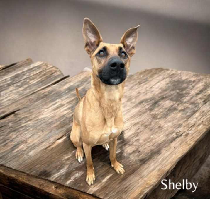 Photo of Shelby