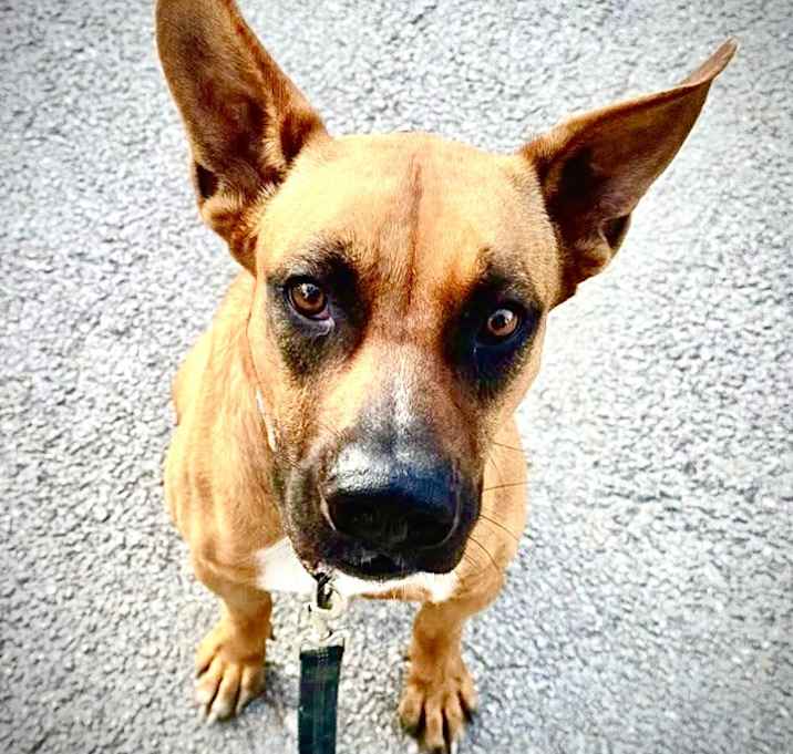 Photo of Whiskey-Good Girl!
