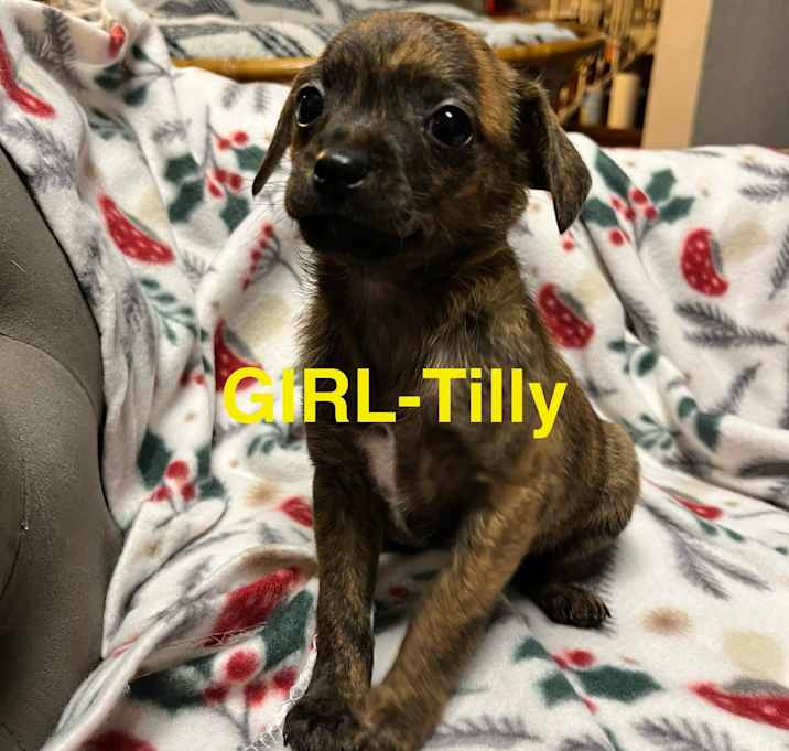 Photo of Tilly