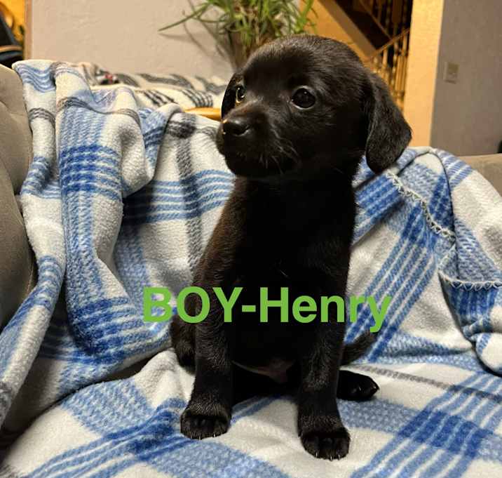 Photo of Henry