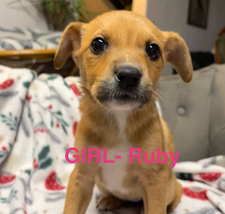 Photo of Ruby