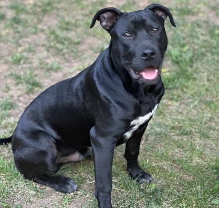 Photo of Onyx