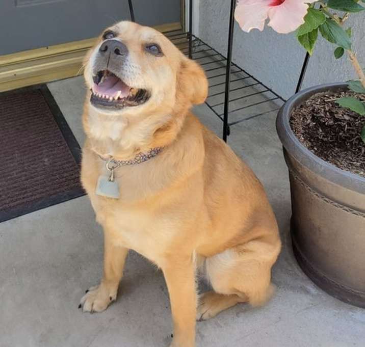 Photo of Amber