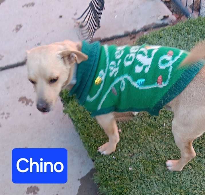 Photo of Chino