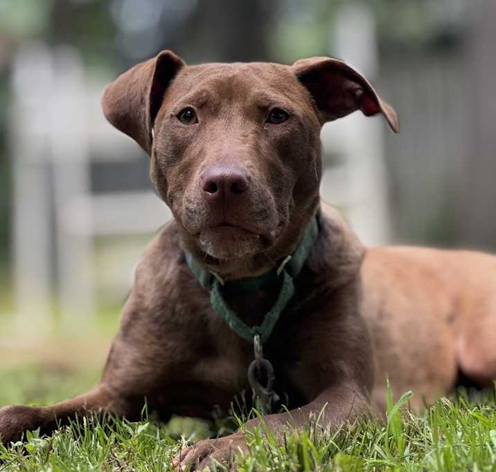 Photo of Sammie - 25035