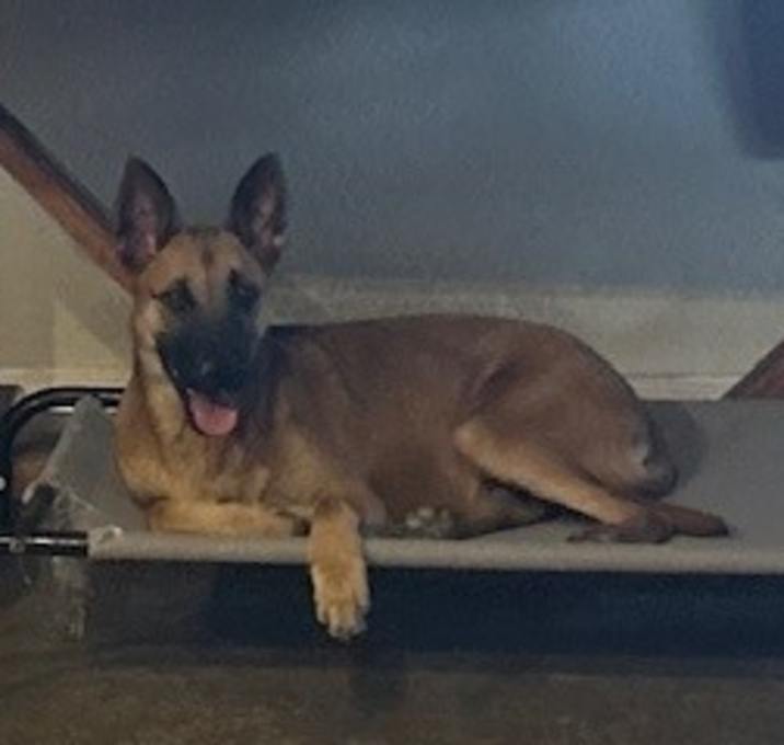 Photo of Shiloh