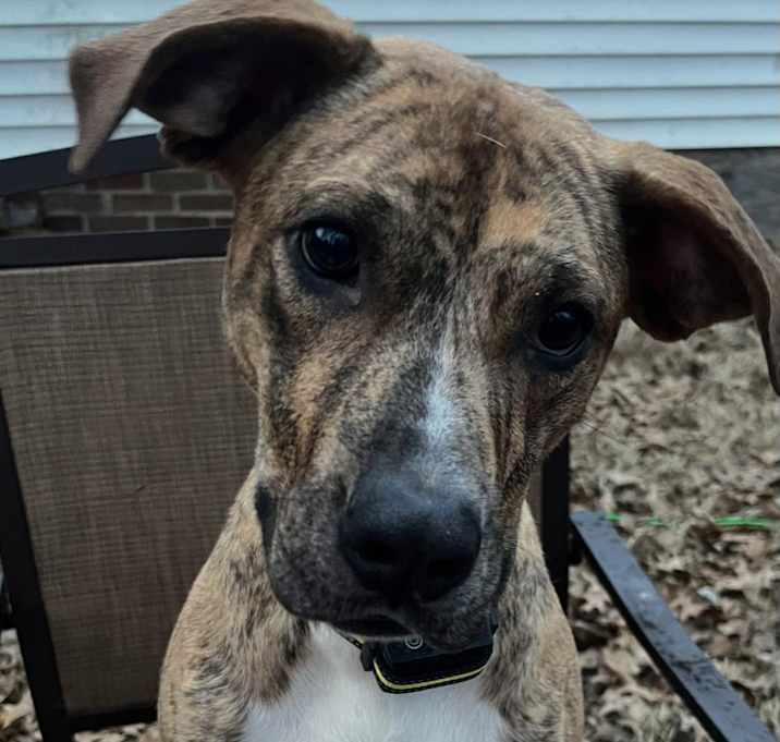 Photo of Luna