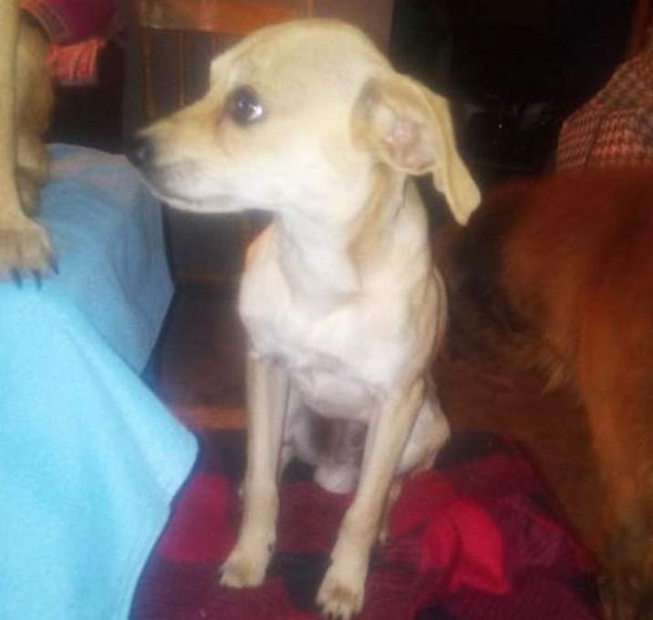Photo of Cheeto