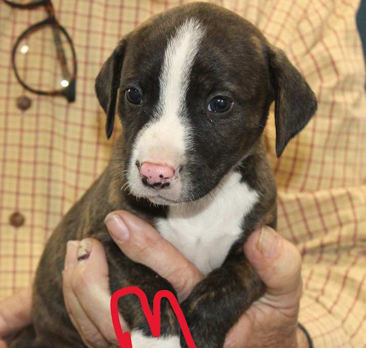 Photo of Beagle mix babies "The Boys"