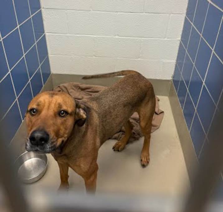 Photo of *SCOOBY