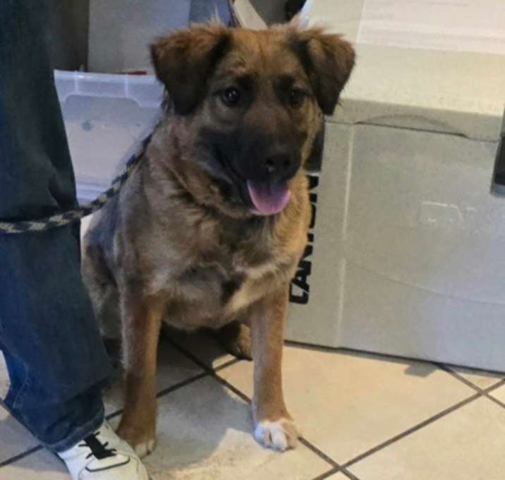 Photo of Bailey