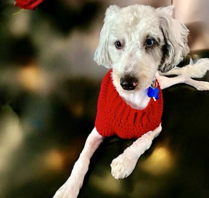 Photo of Sheldon