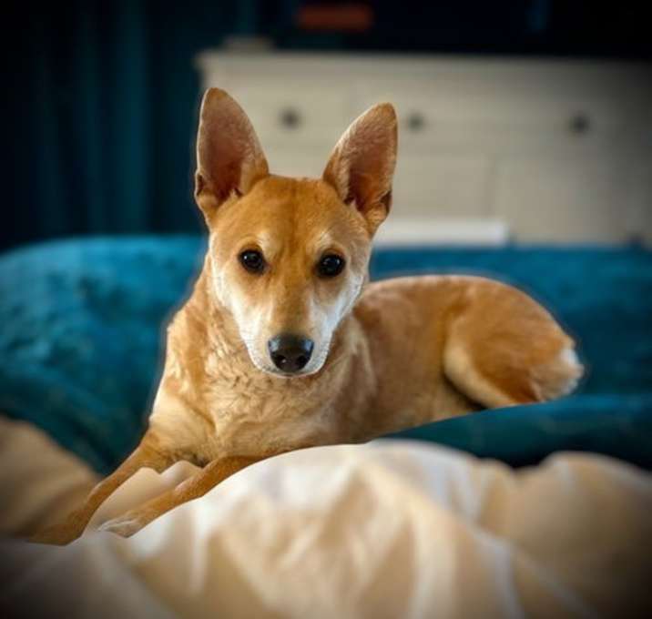 Photo of Trooper