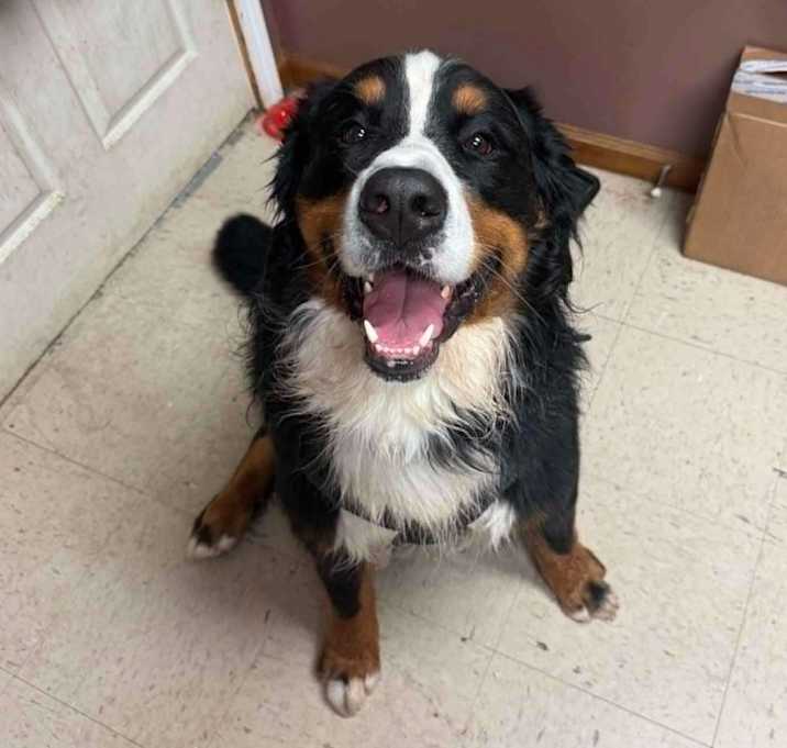 Photo of Juno