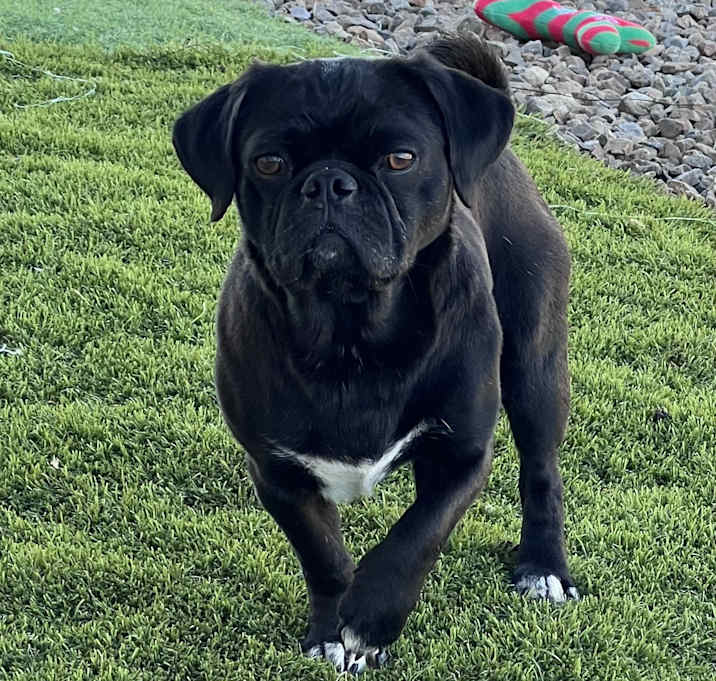 Photo of Baxter