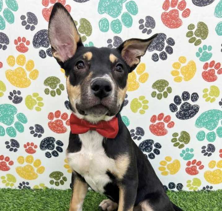 Photo of Romeo