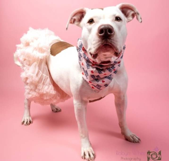 Photo of Dara II (foster)