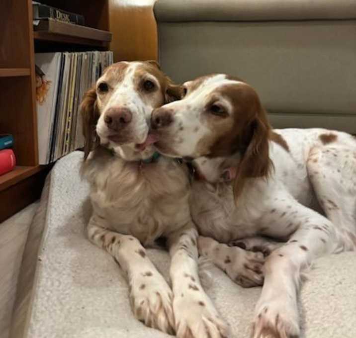 Photo of OR/Susie (Bonded with Lucy)