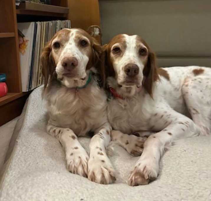 Photo of OR/Lucy (bonded with Susie)