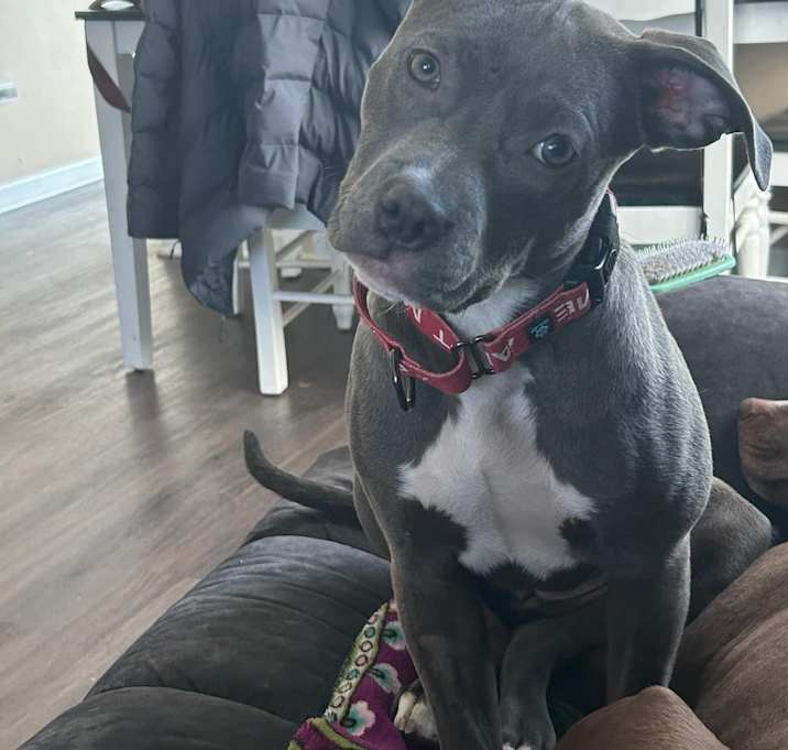 Photo of Nola - Adoption Pending!
