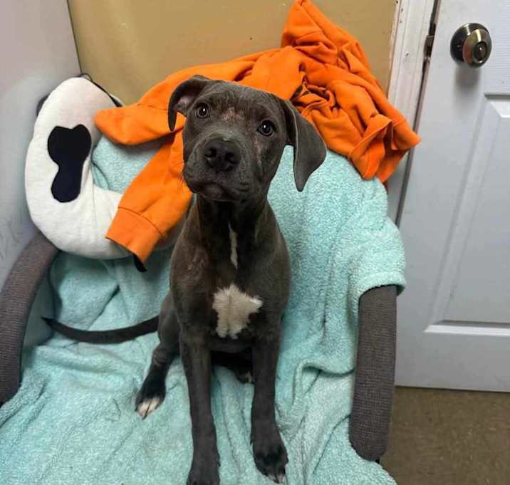 Photo of Skye - Adoption Pending!