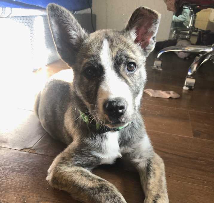 Photo of Rex