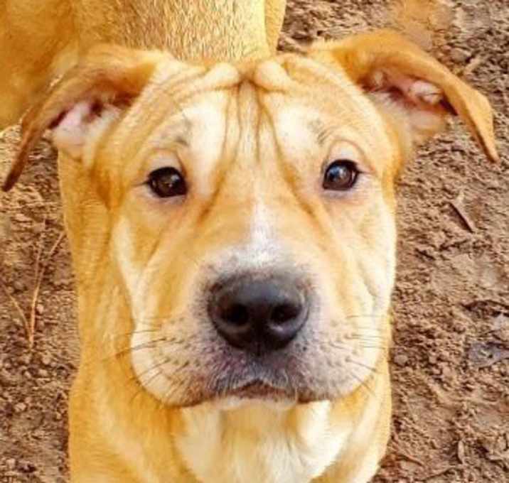 Photo of Toffee