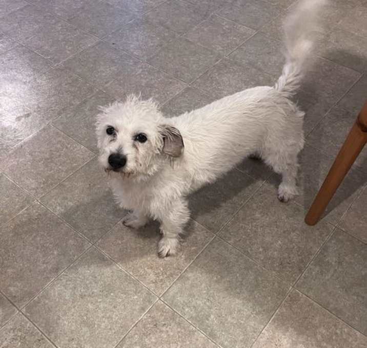 Photo of Chip