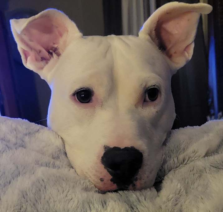 Photo of Bogey "Adoption pending"