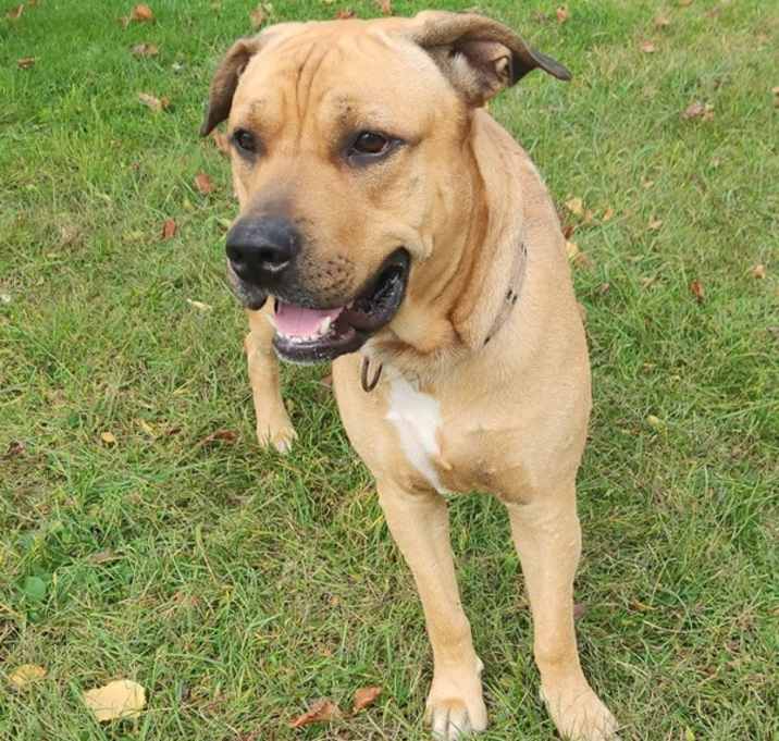 Photo of Apollo