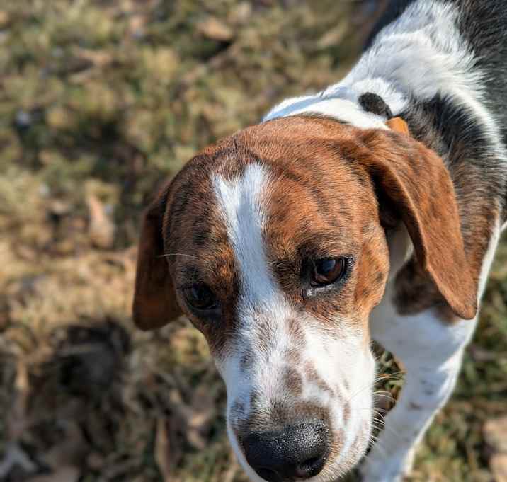 Photo of Toby