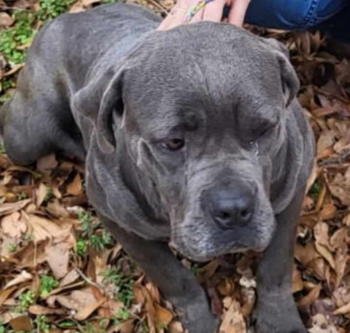 Photo of Blueberry