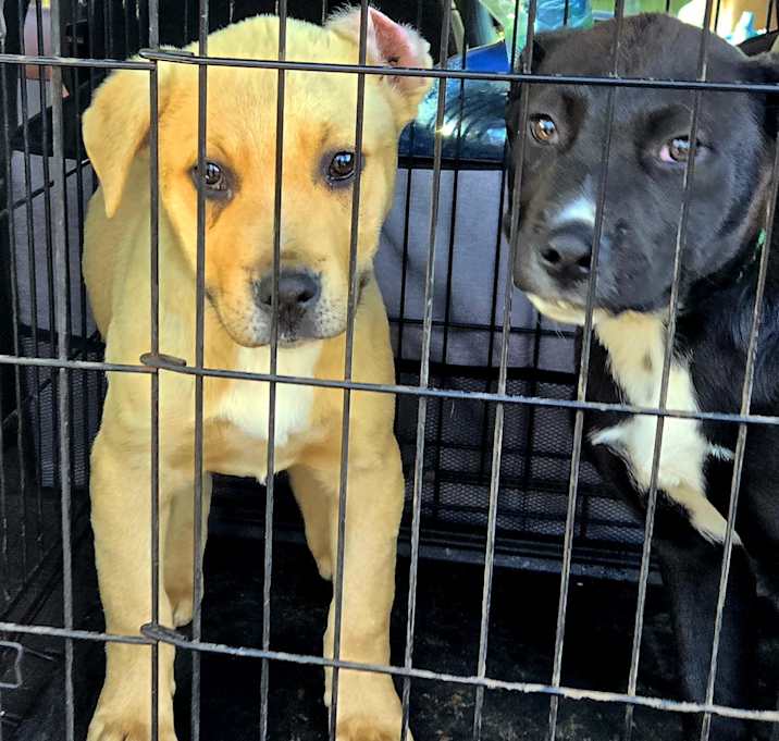 Photo of Bully lab x puppies
