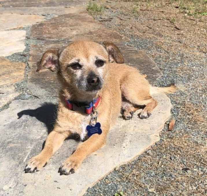 Photo of Brownie Boy