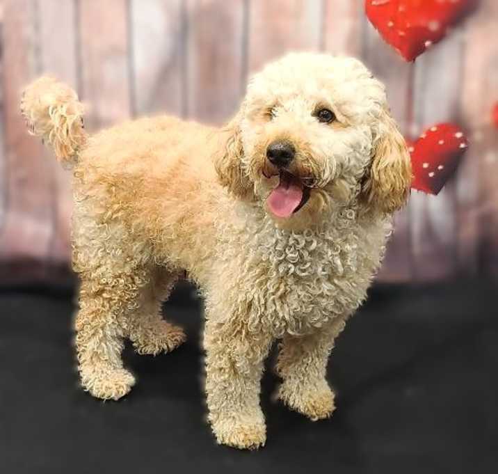 Photo of Rosie-ADOPTION PENDING