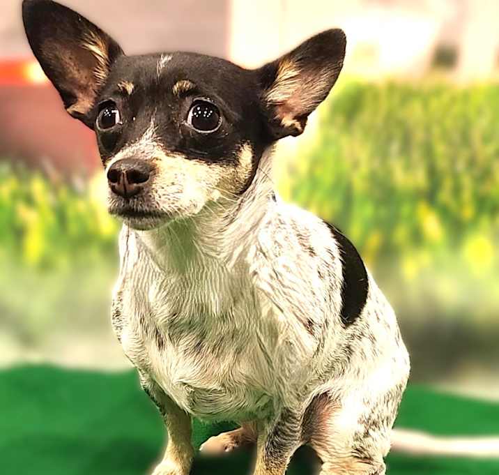 Photo of Tiny-ADOPTION PENDING