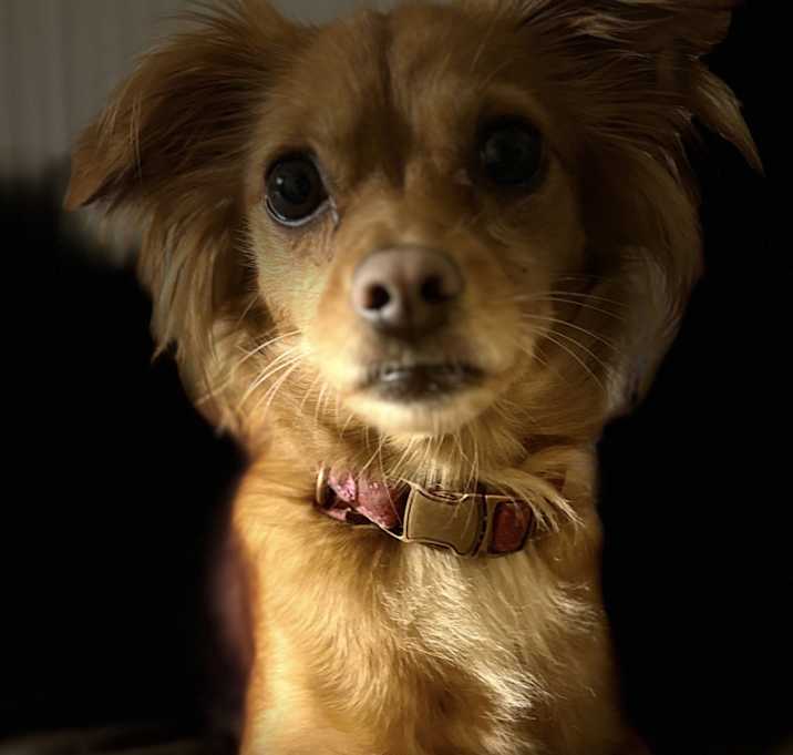 Photo of Princess