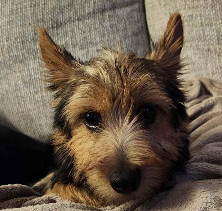 Photo of Gadget