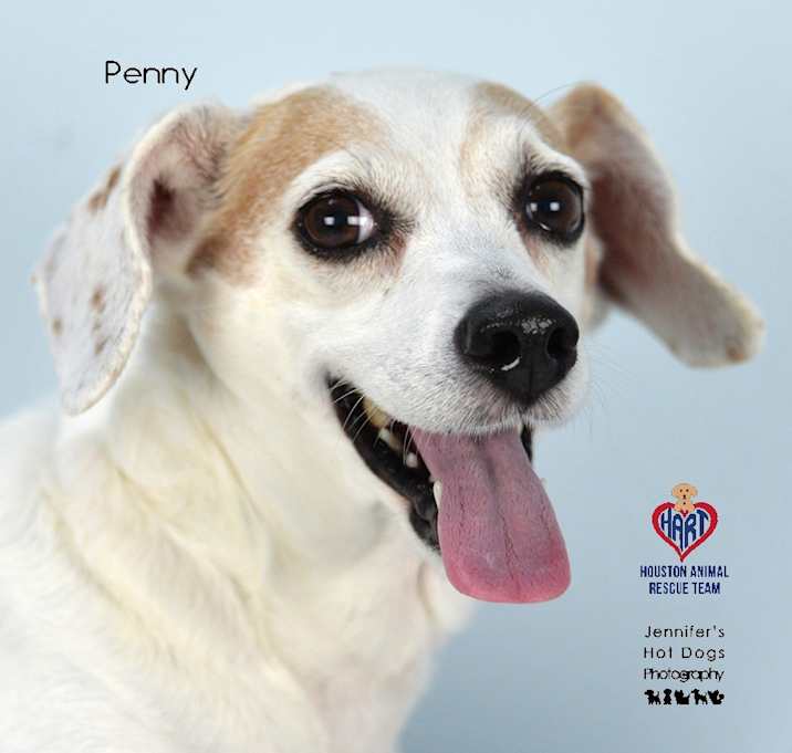 Photo of Penny