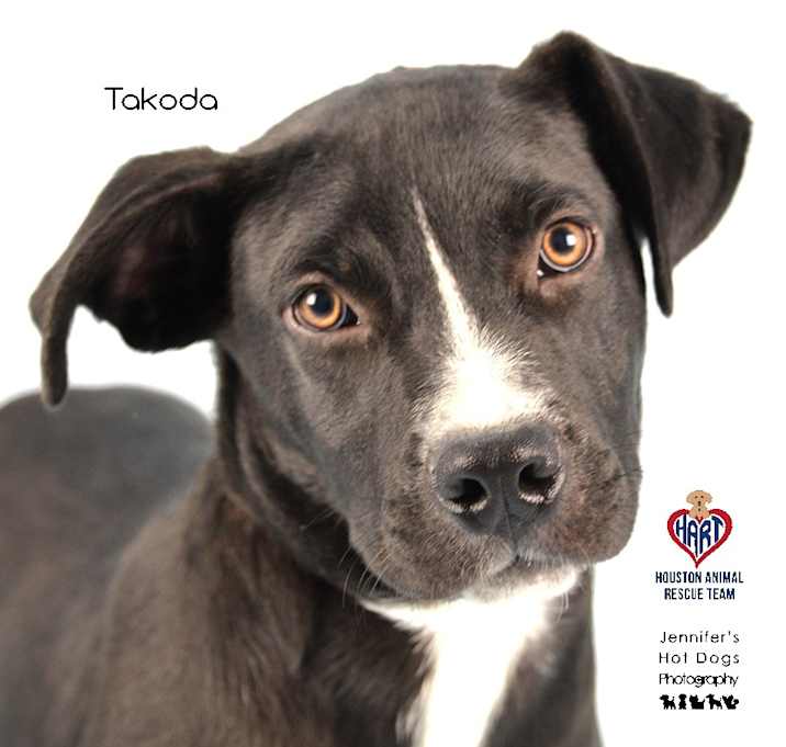 Photo of Takoda