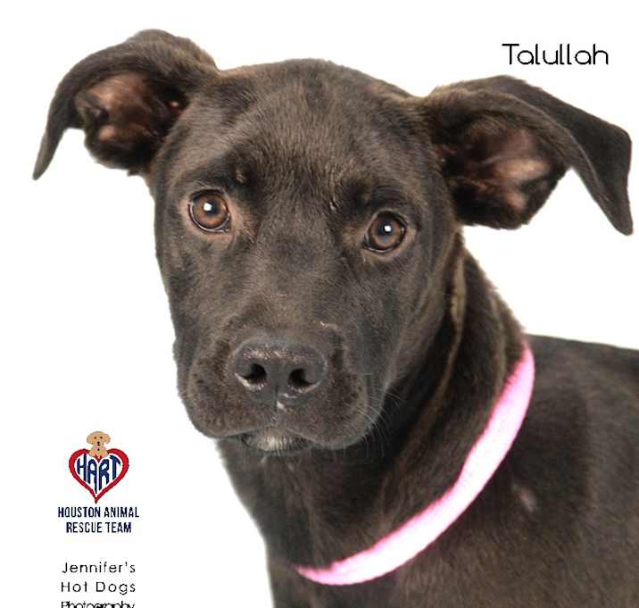 Photo of Talullah